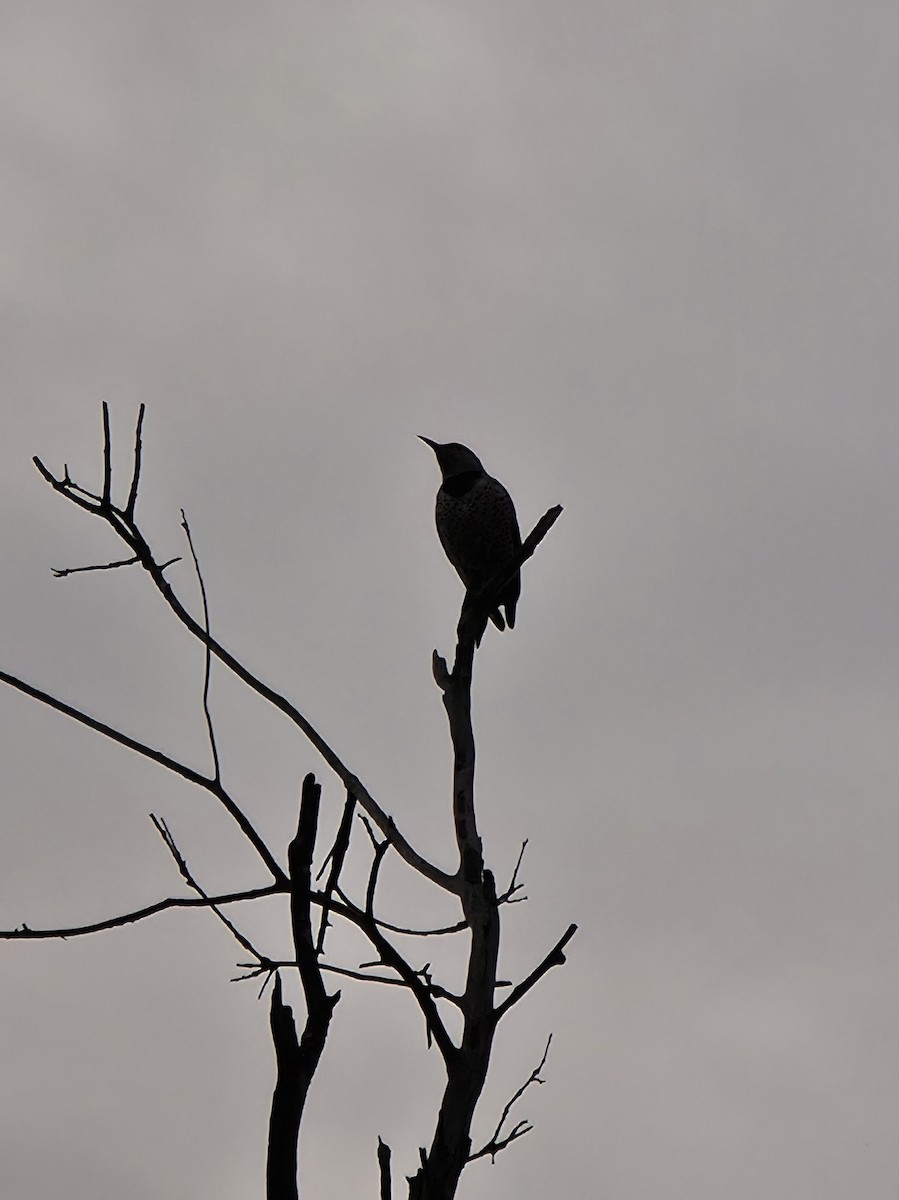 Northern Flicker - ML644821434