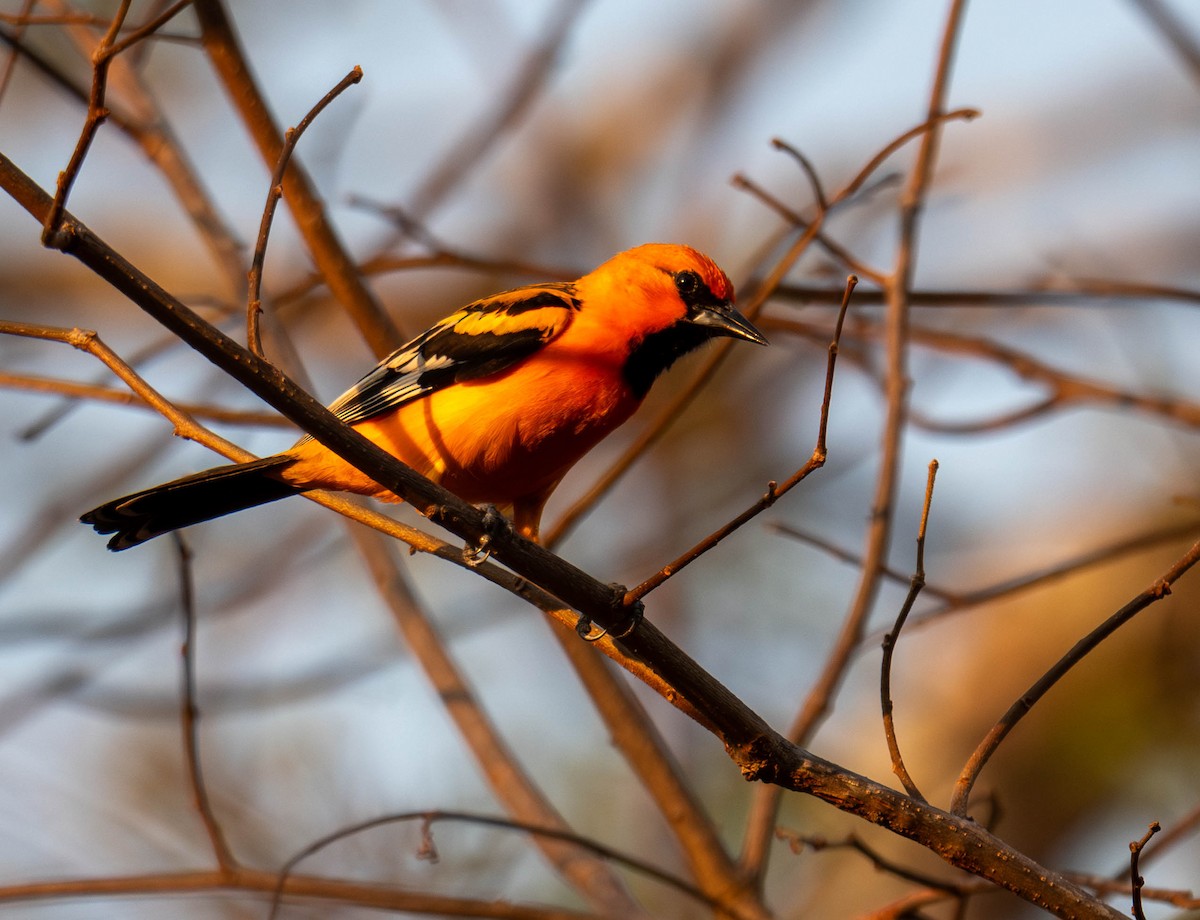 Streak-backed Oriole - ML644821442
