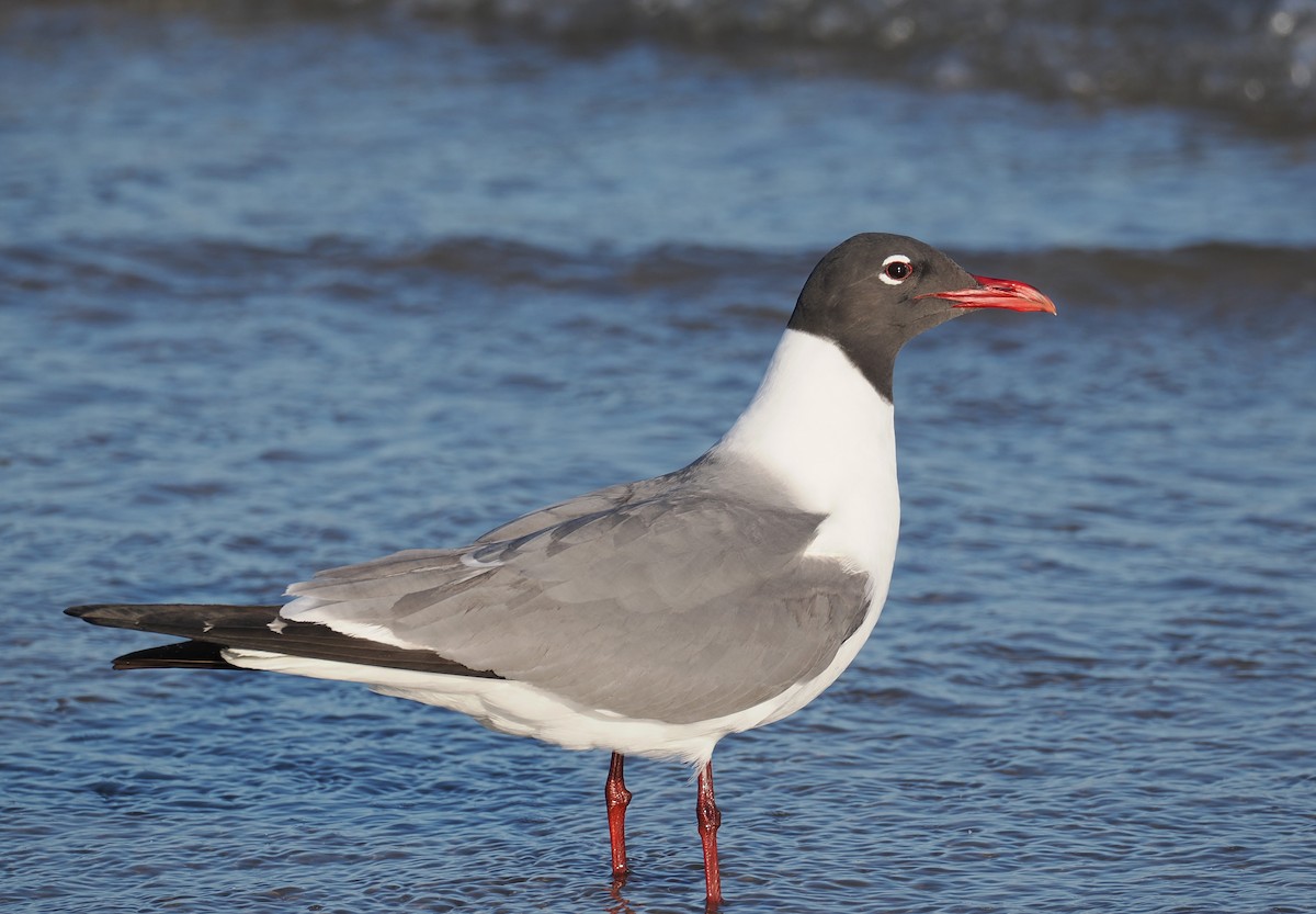 Laughing Gull - ML644821449