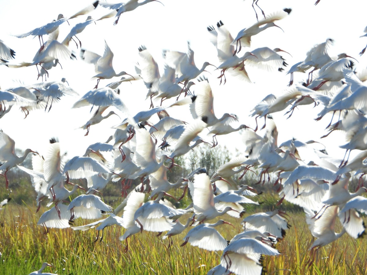 ibis bílý - ML644821450