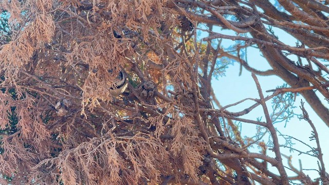 Crested Tit - ML644821472