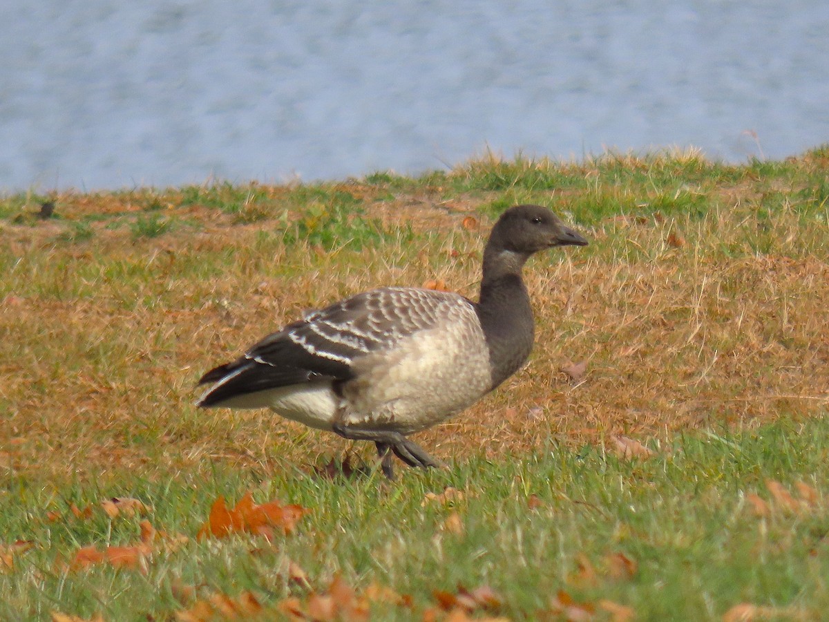 Brant - ML644821473