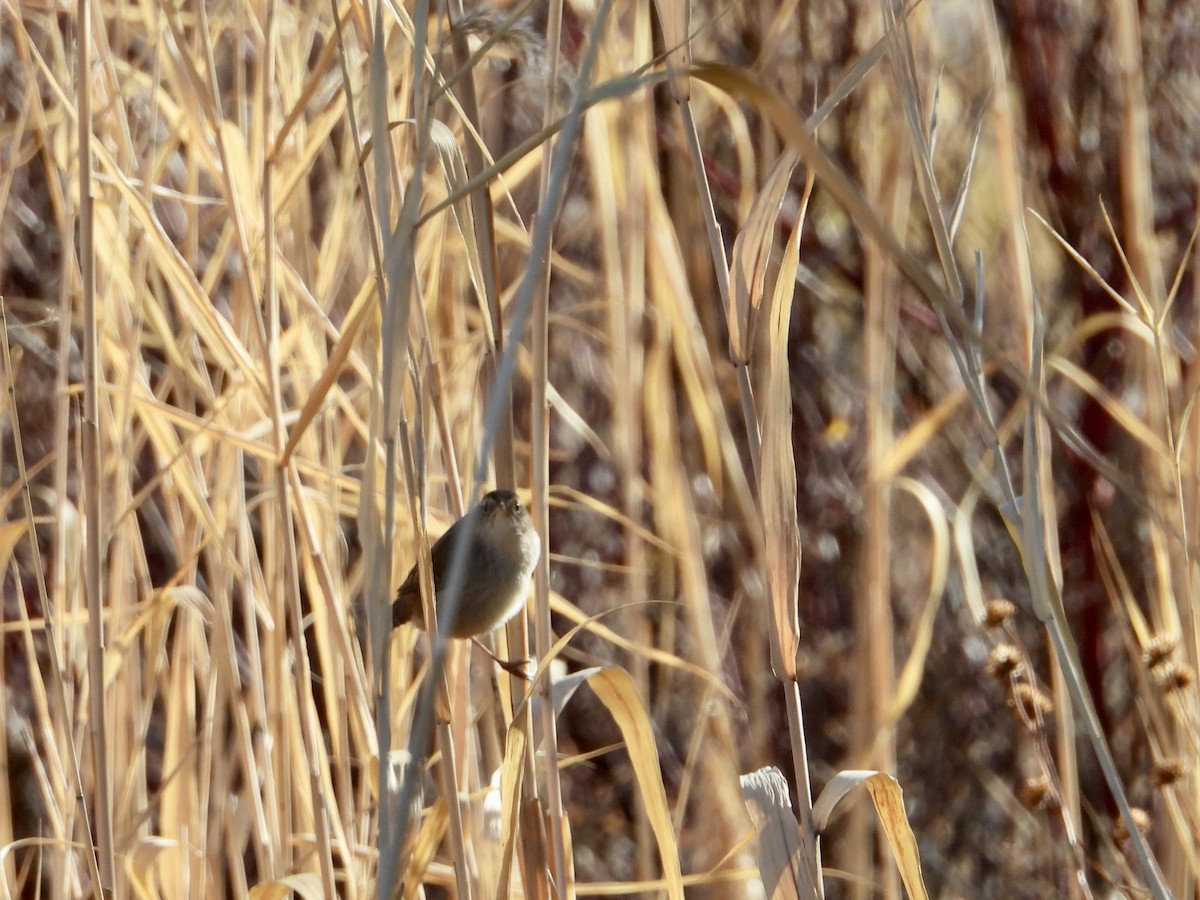 Marsh Wren - ML644821480
