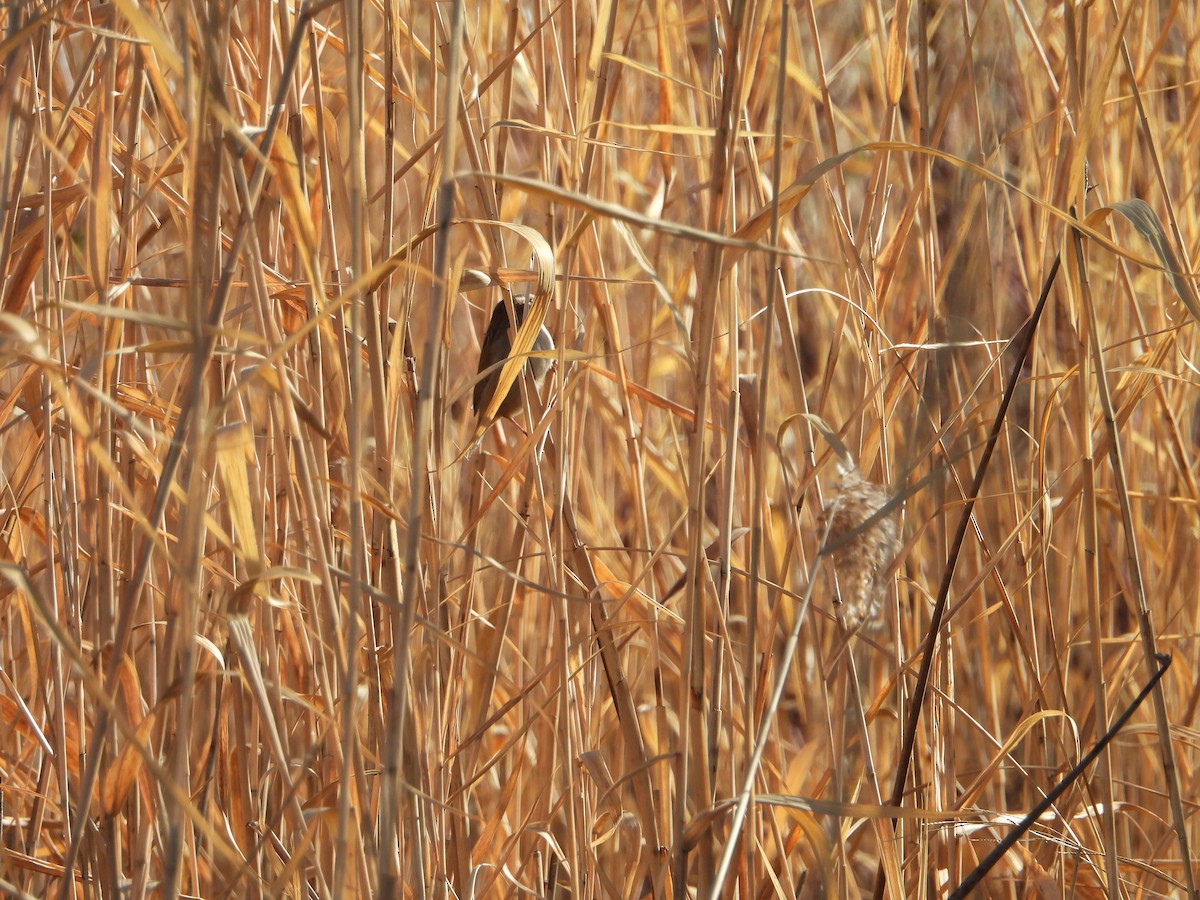 Marsh Wren - ML644821483