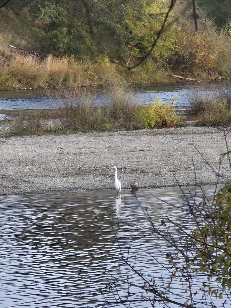 volavka bílá - ML644821485