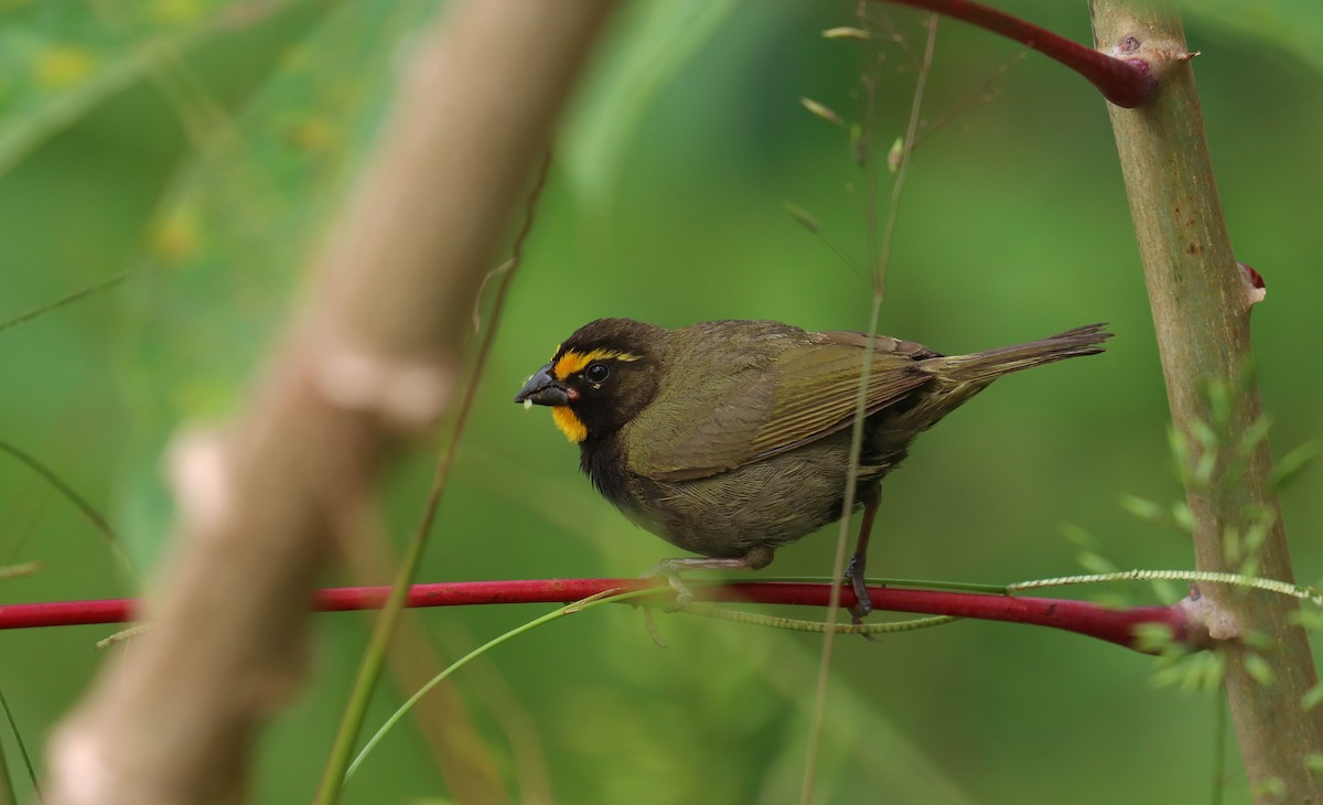 Yellow-faced Grassquit - ML644821487