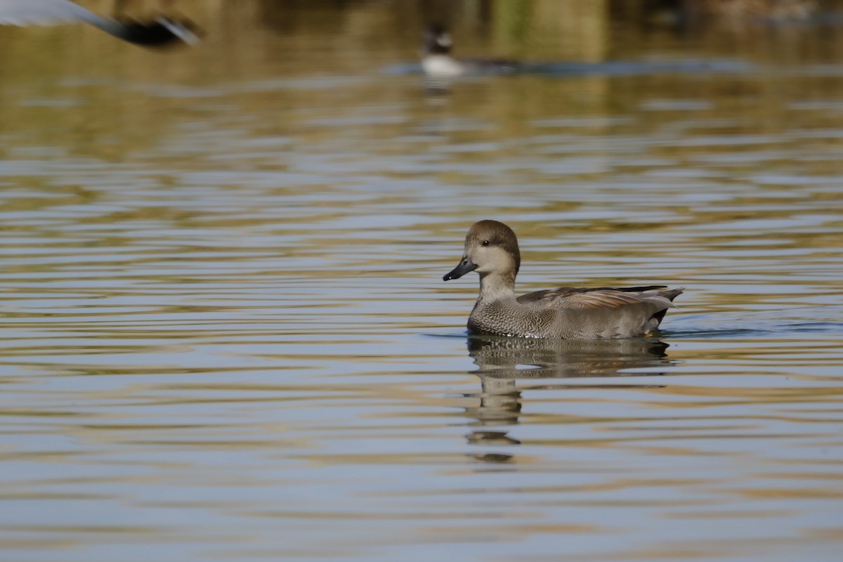 Серая утка - ML644821496