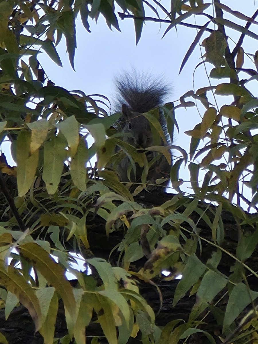 Western Gray Squirrel - ML644821509