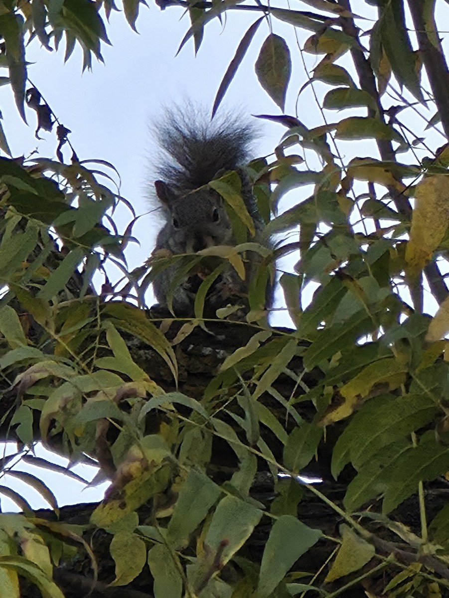 Western Gray Squirrel - ML644821510