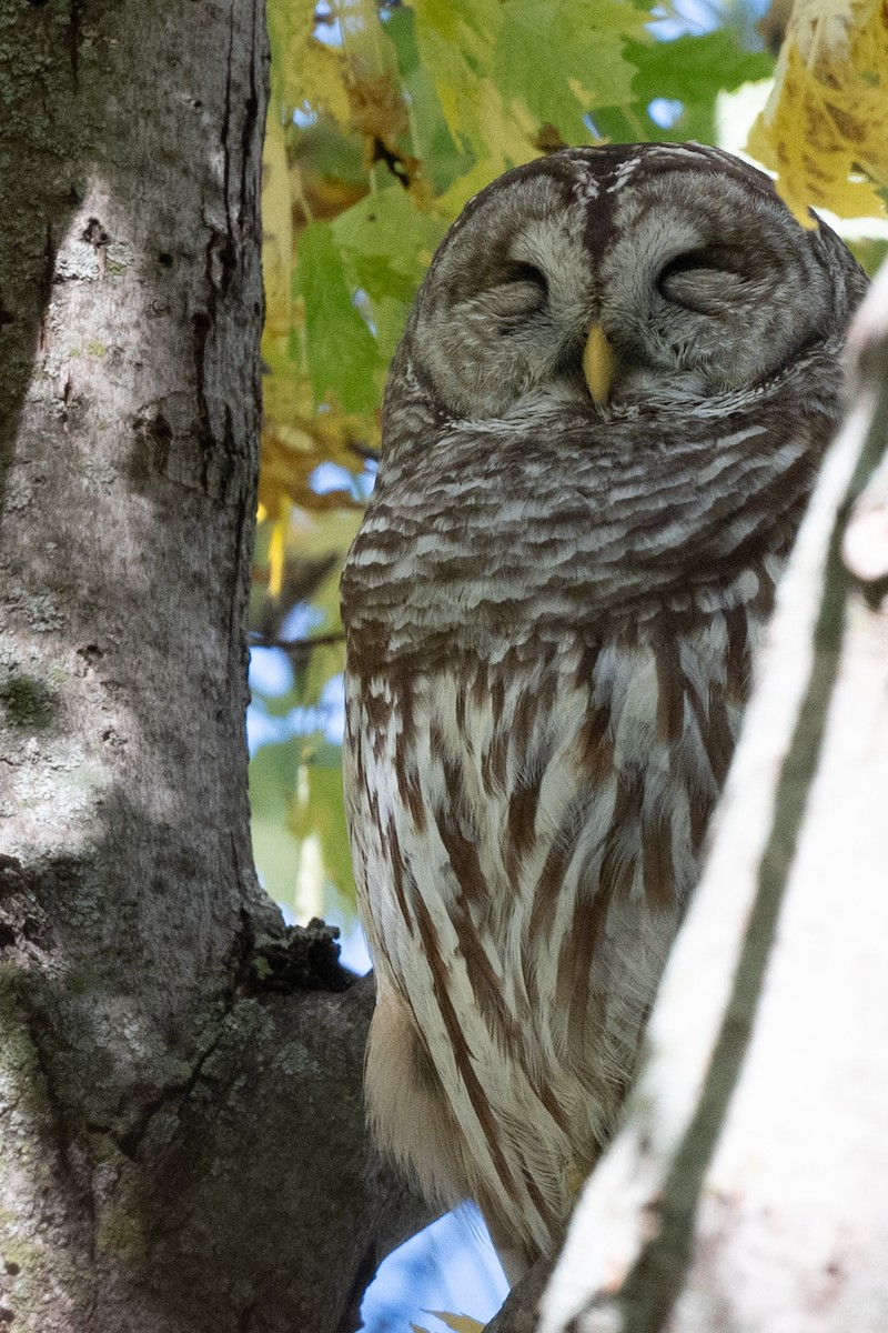 puštík proužkovaný - ML644821540