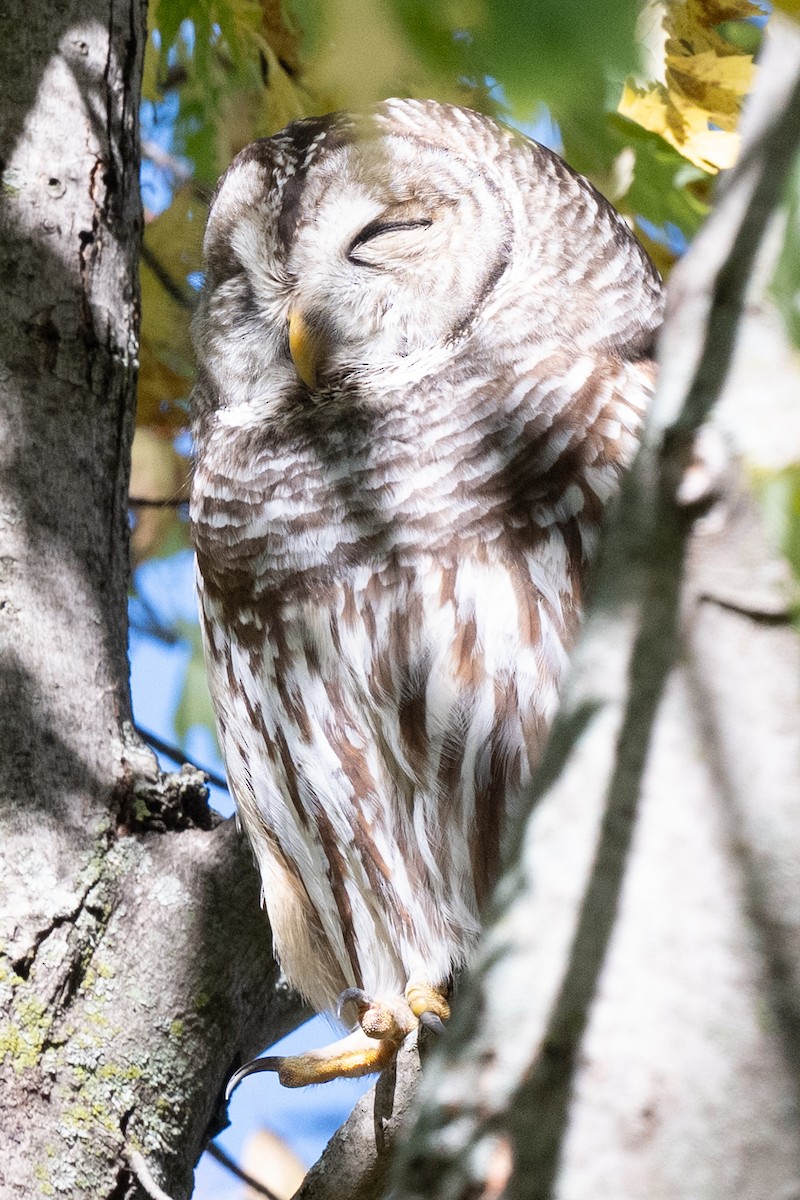 puštík proužkovaný - ML644821541