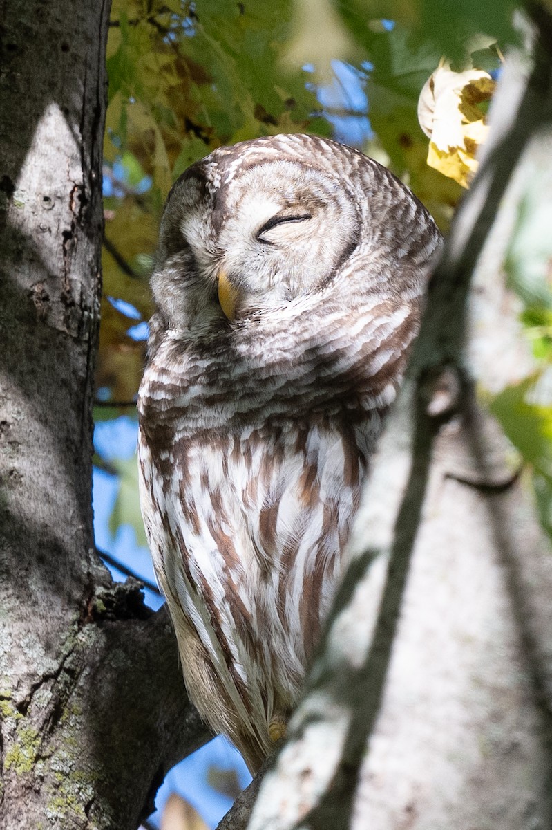 puštík proužkovaný - ML644821542