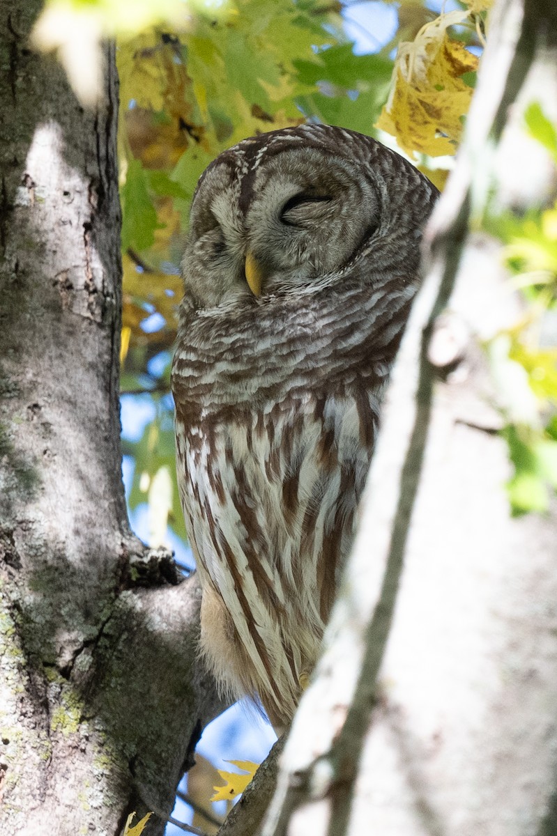 puštík proužkovaný - ML644821543