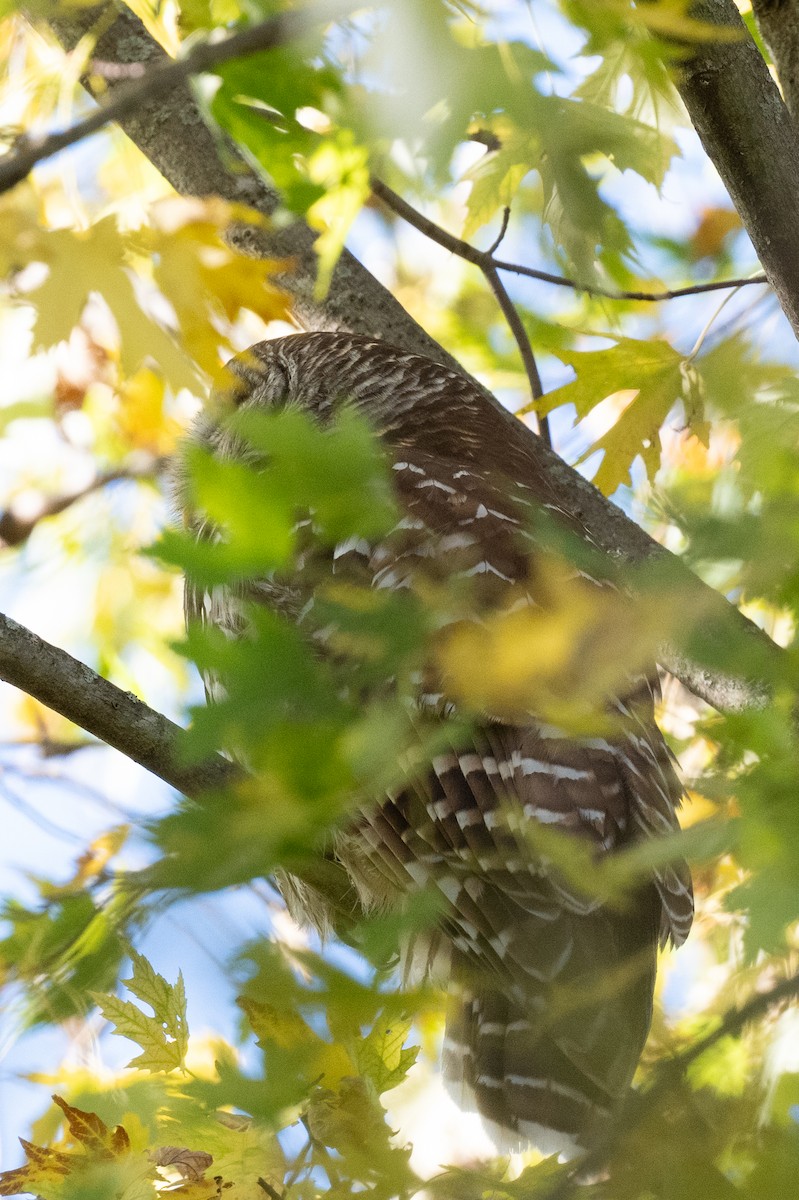 puštík proužkovaný - ML644821544