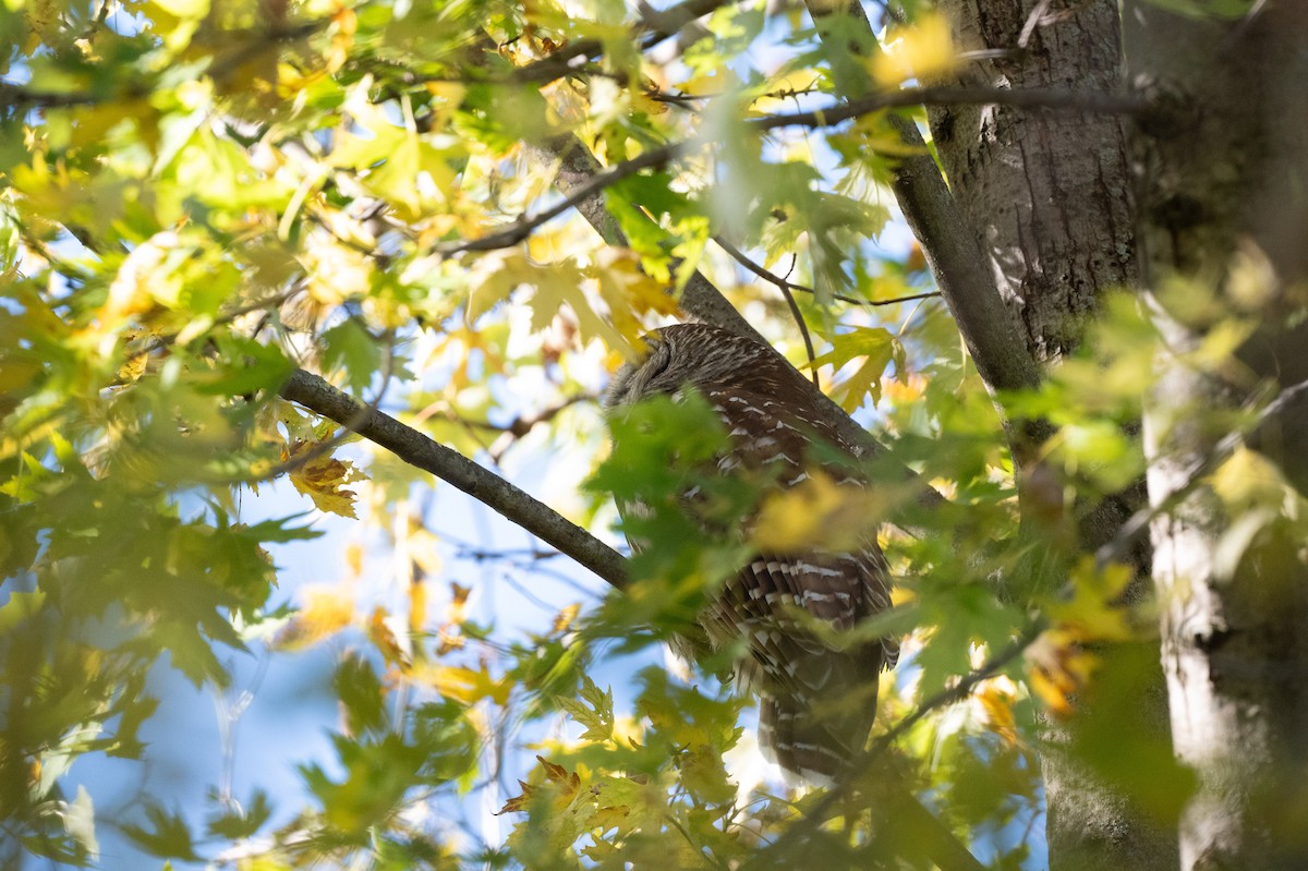 puštík proužkovaný - ML644821545