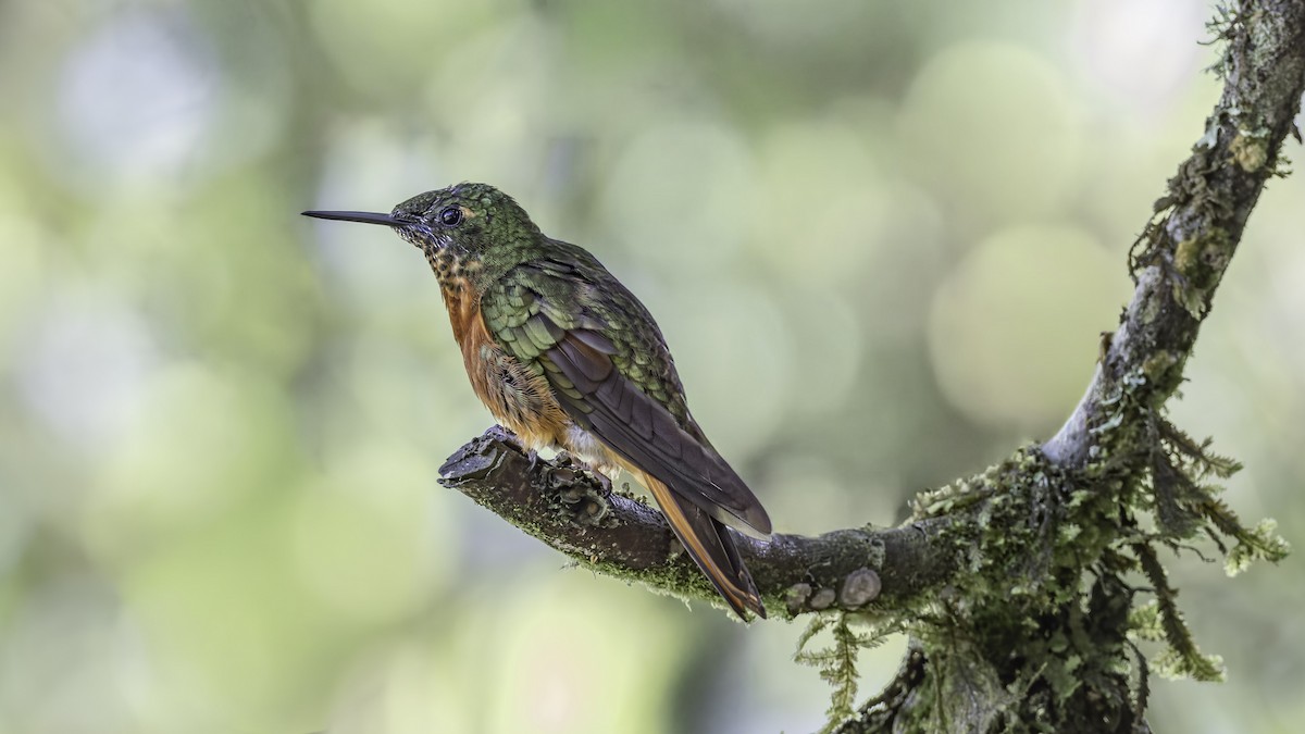 Chestnut-breasted Coronet - ML644821547