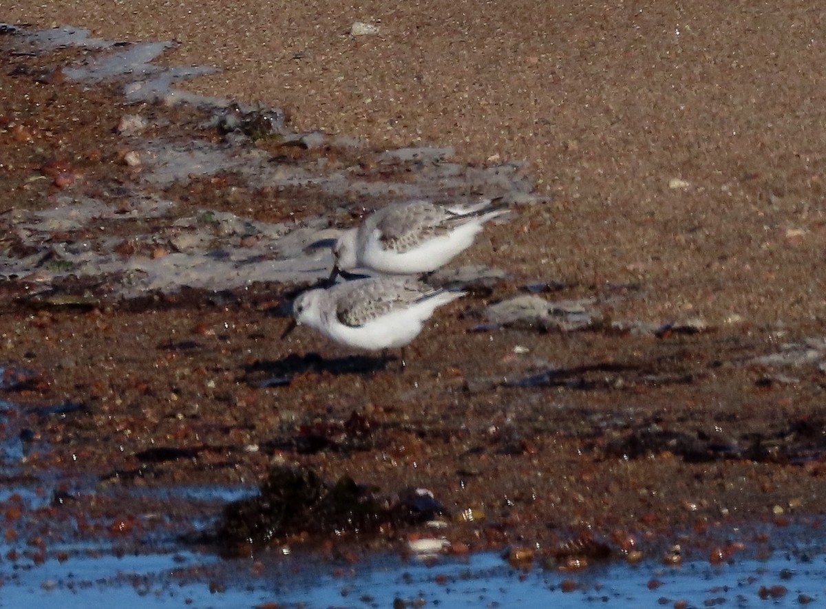 Sanderling - ML644821559