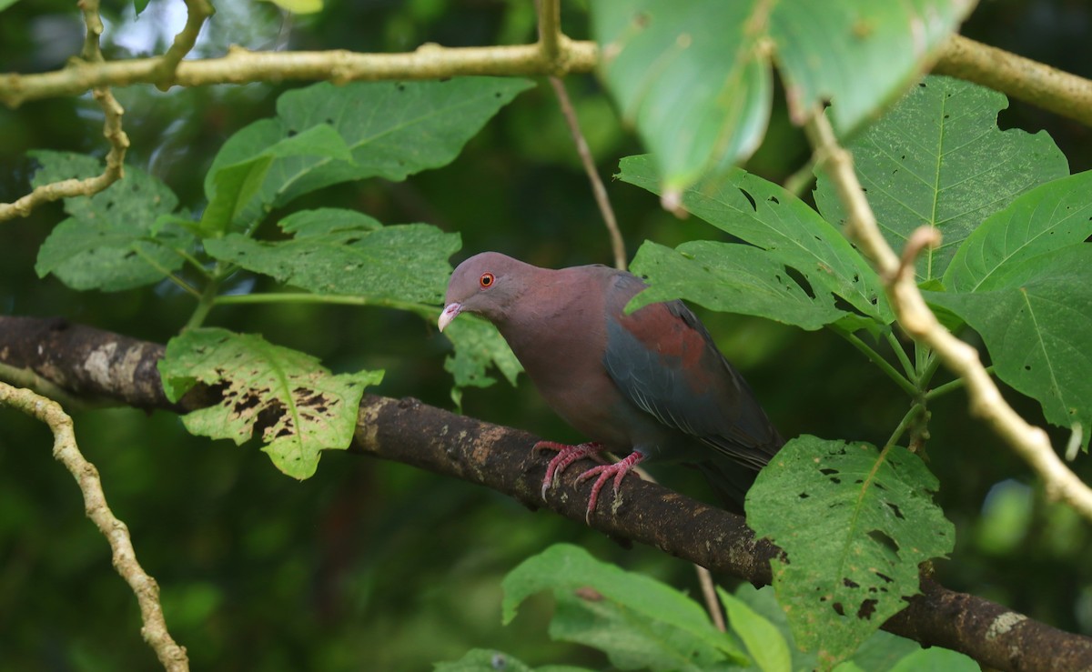 Rotschnabeltaube - ML644821581