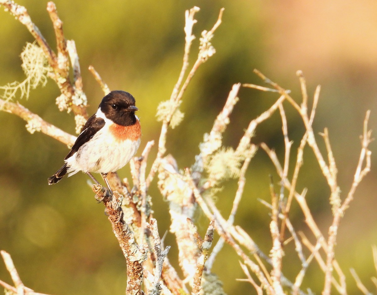 African Stonechat - ML644821585