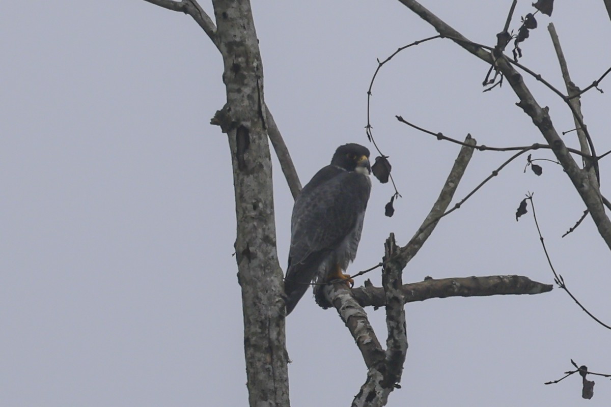 Peregrine Falcon - ML644821586