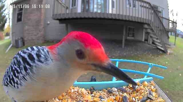 Carolinaspecht - ML644821606