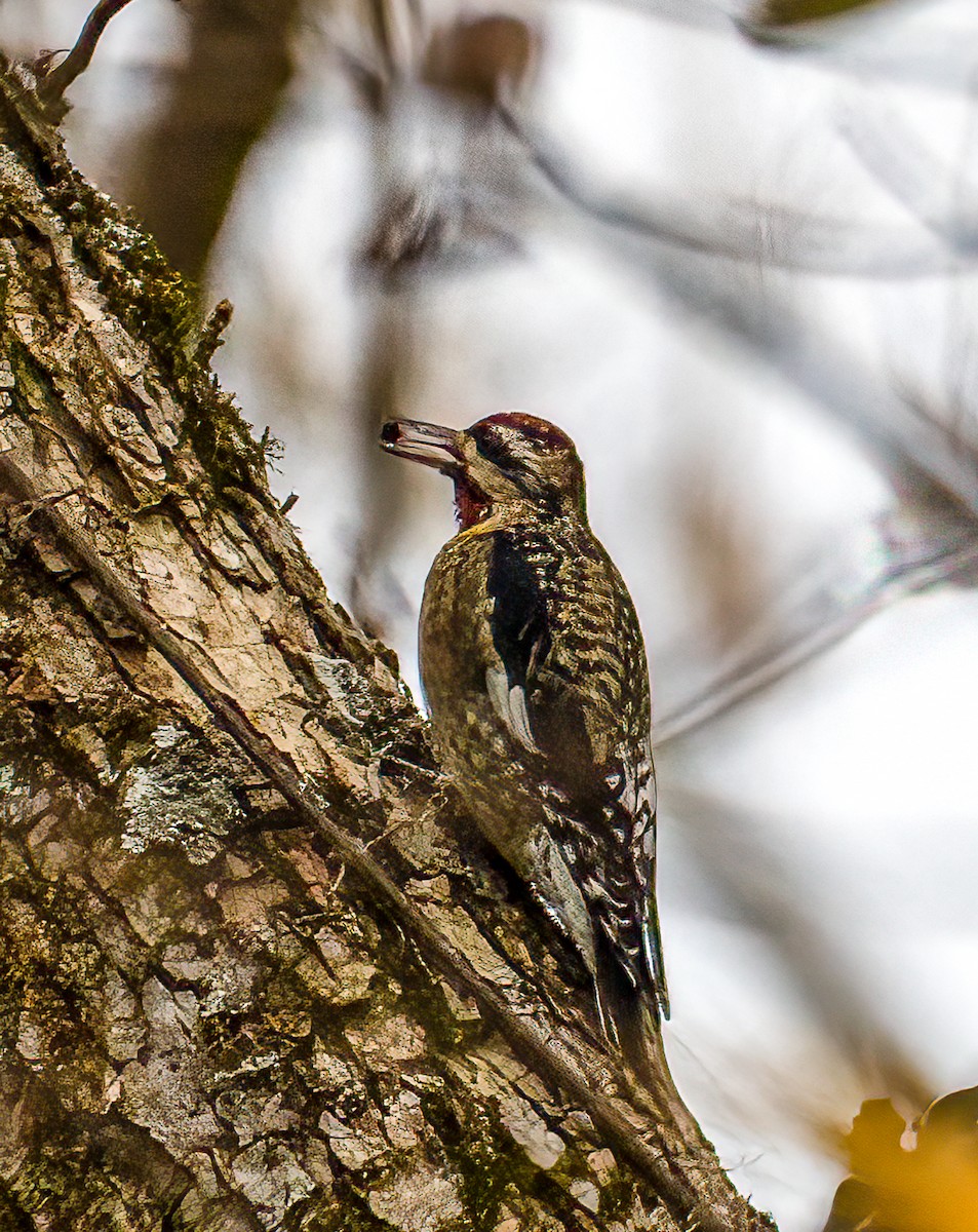 Sarı Karınlı Ağaçkakan - ML644821609