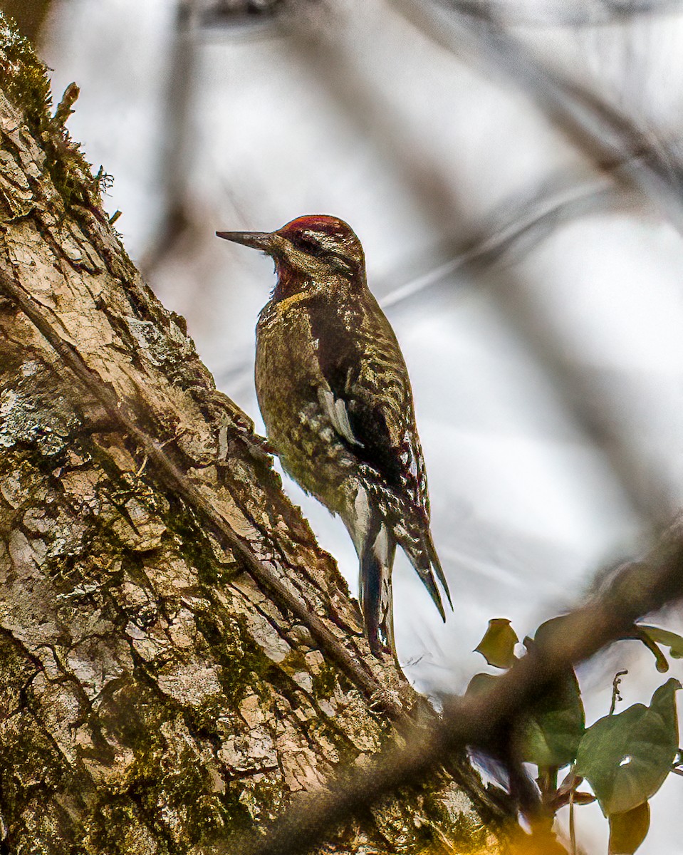 Sarı Karınlı Ağaçkakan - ML644821610