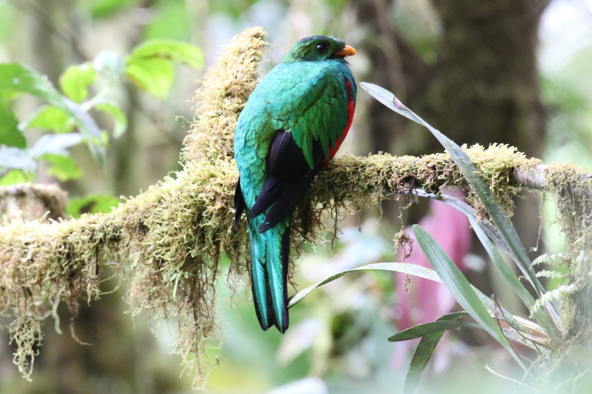 Golden-headed Quetzal - ML644821613
