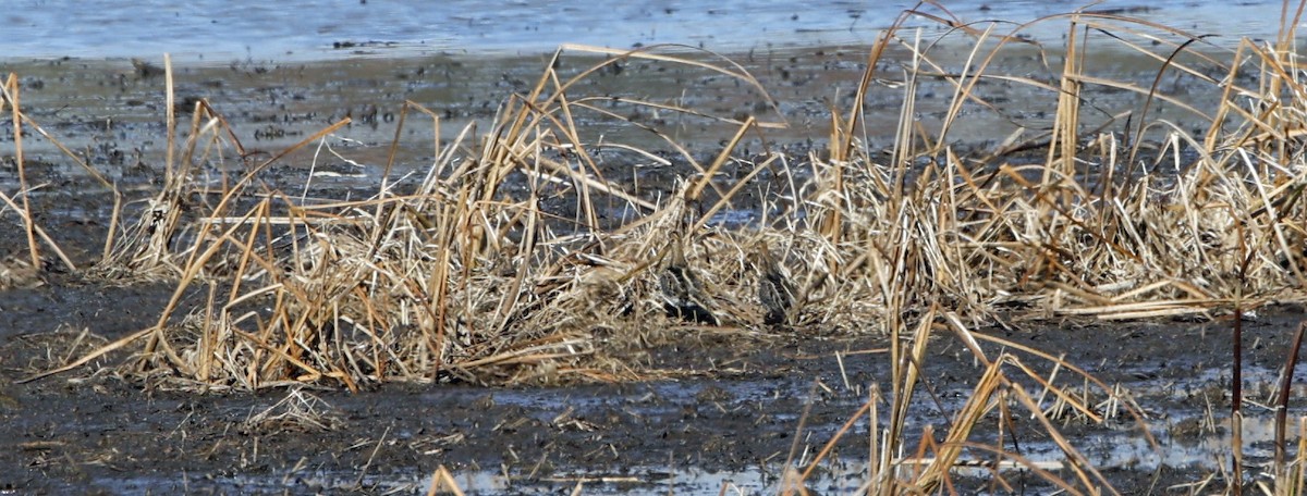 Wilson's Snipe - ML644821618