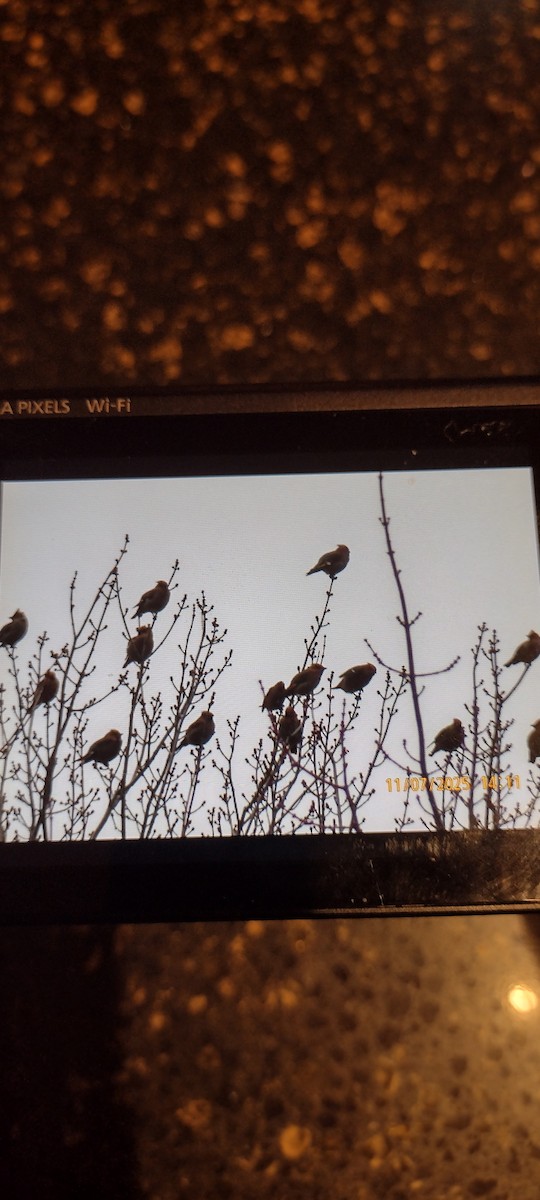 Bohemian Waxwing - ML644821639