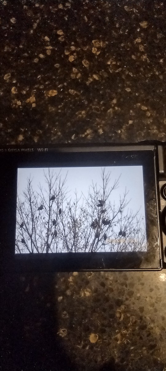 Bohemian Waxwing - ML644821640