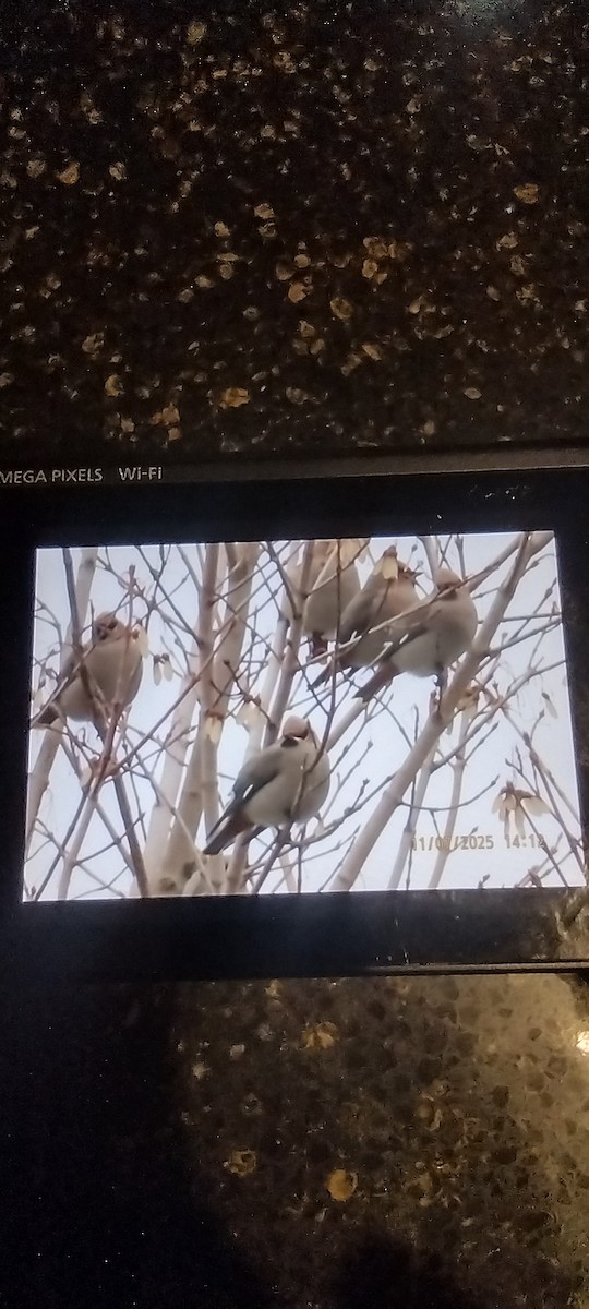 Bohemian Waxwing - ML644821641