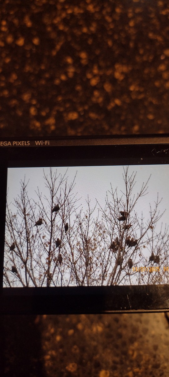 Bohemian Waxwing - ML644821642