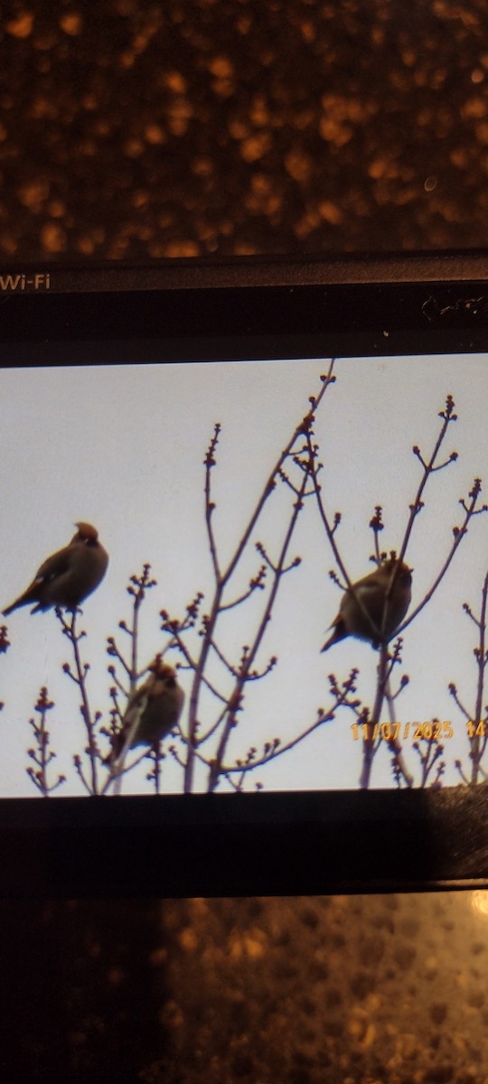Bohemian Waxwing - ML644821643