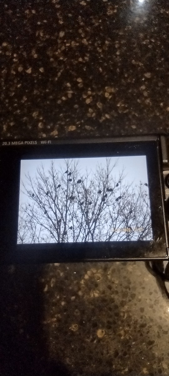 Bohemian Waxwing - ML644821644