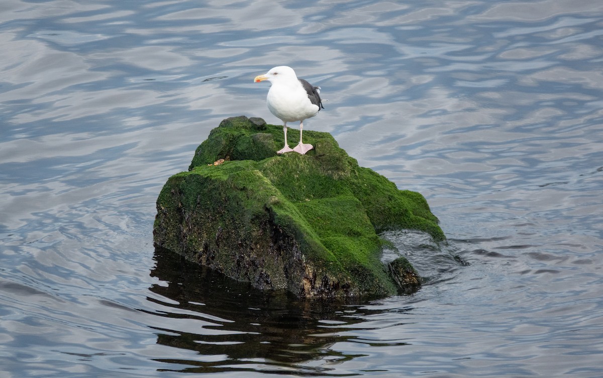 Kaio beltza - ML644821652