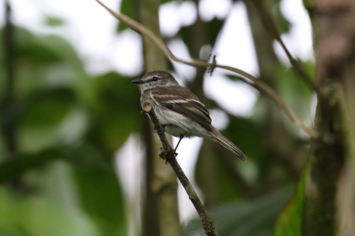 Mouse-gray Flycatcher - ML644821662