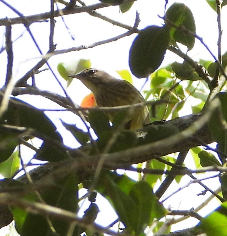 Palm Warbler - ML644821663