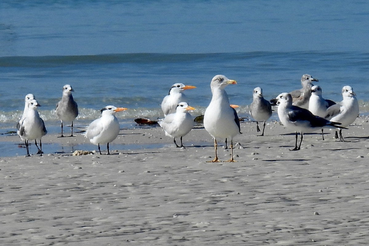 Lesser Black-backed Gull - ML644821674