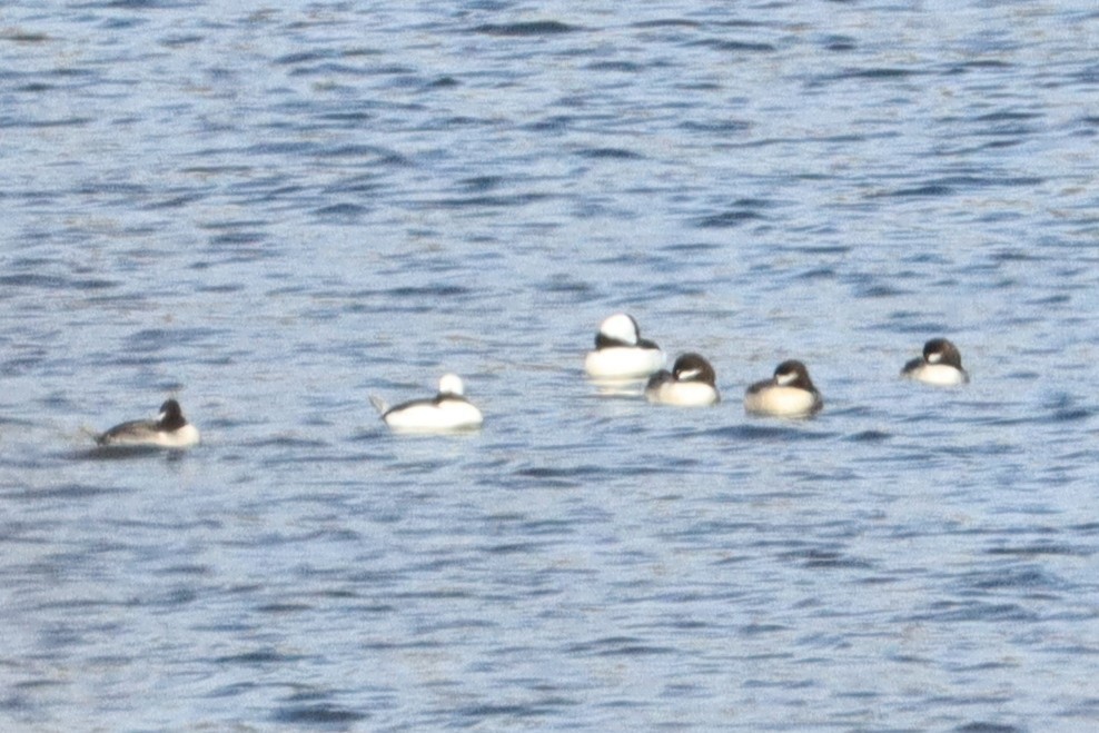 ヒメハジロ - ML644821683