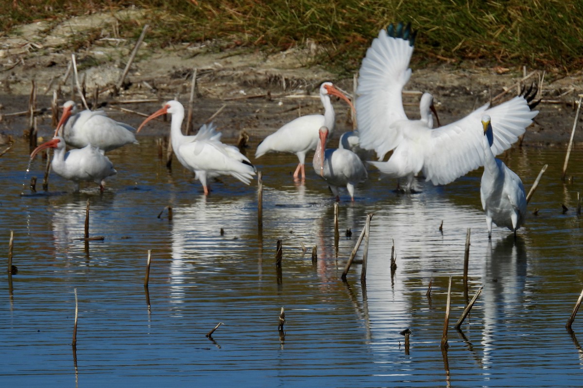 ibis bílý - ML644821684