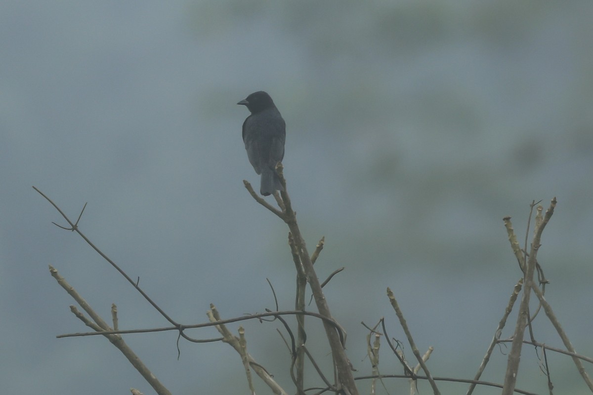 Scrub Blackbird - ML644821703