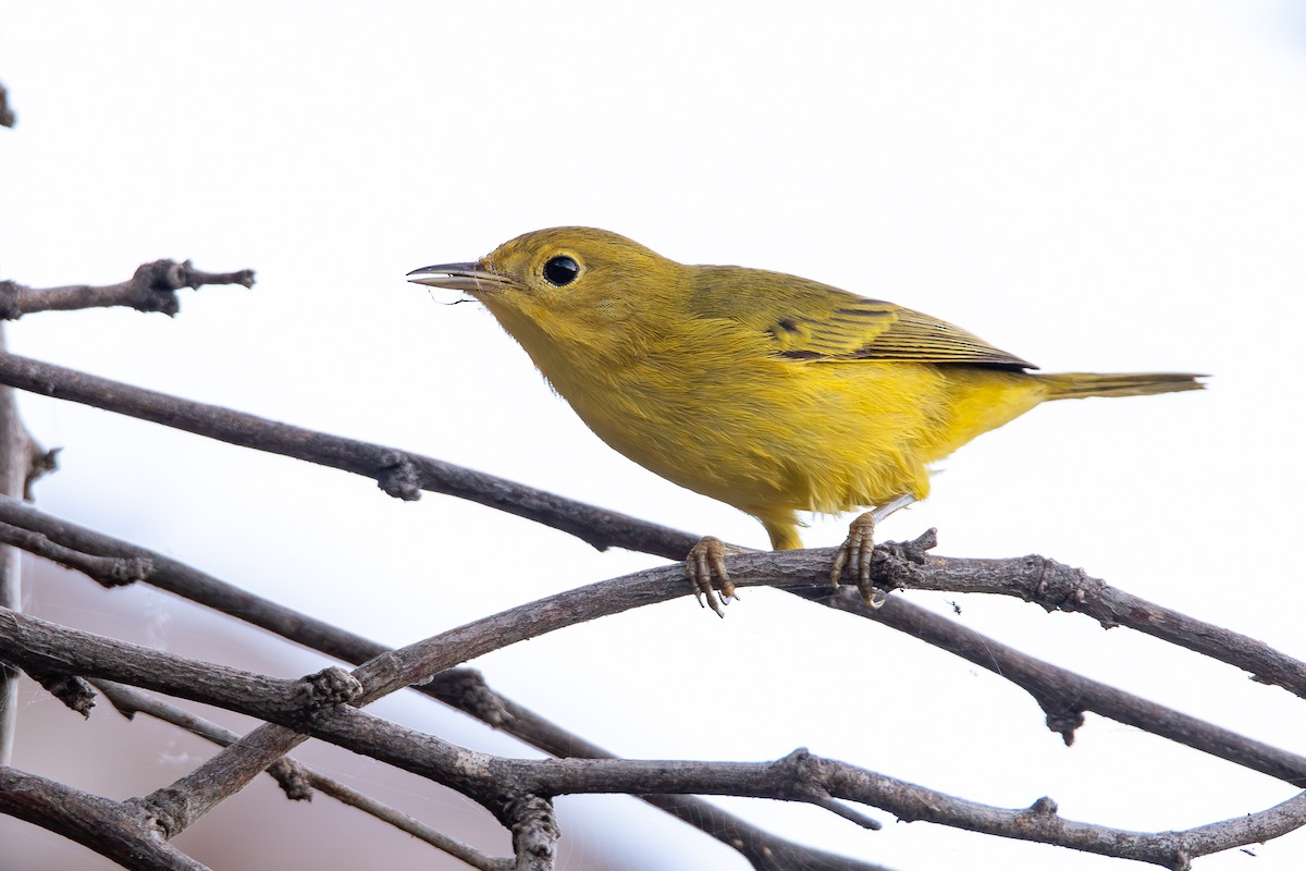Northern Yellow Warbler - ML644821711
