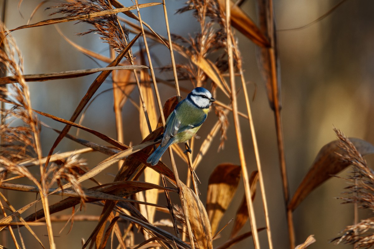 Eurasian Blue Tit - ML644821723