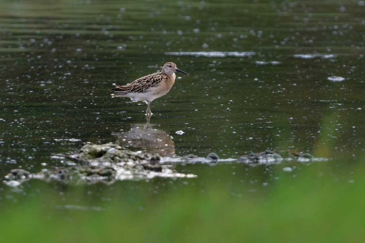 Брижач - ML644821727