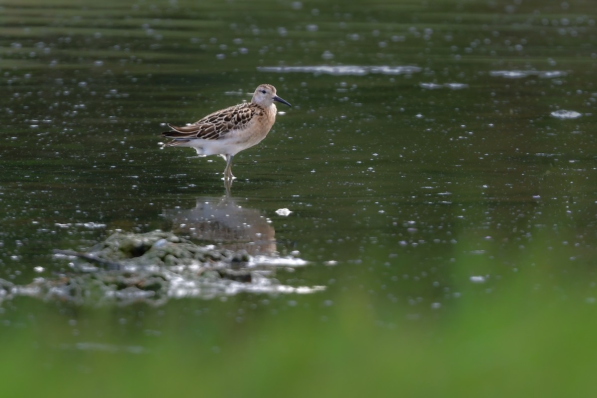 Брижач - ML644821728