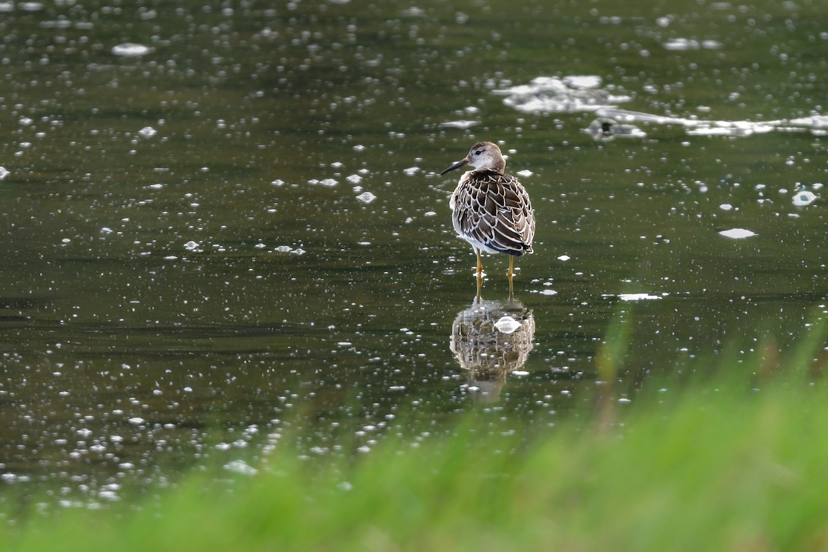 Брижач - ML644821729