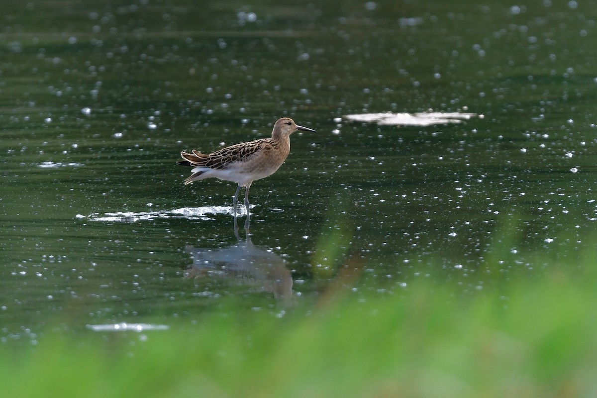 Брижач - ML644821730