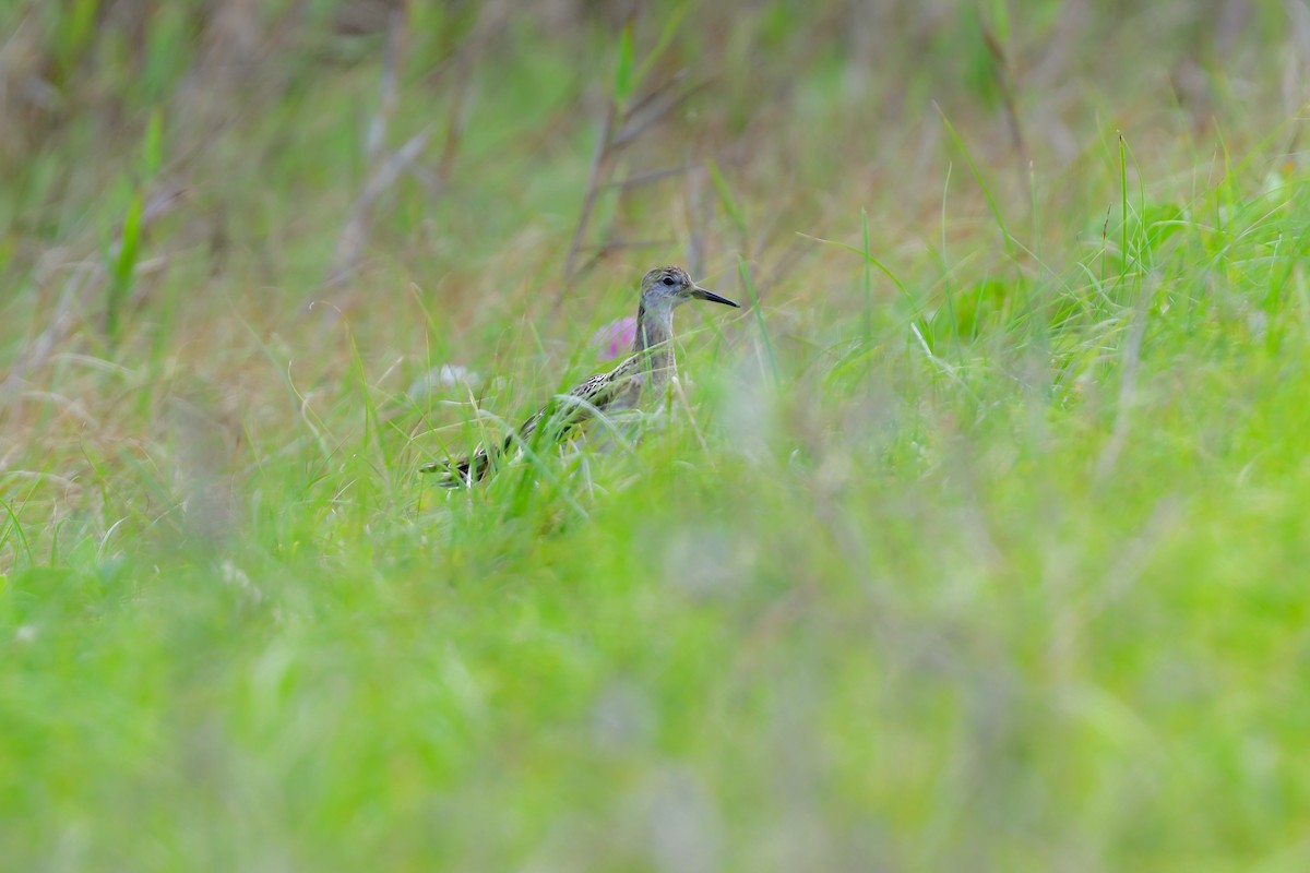 Брижач - ML644821731