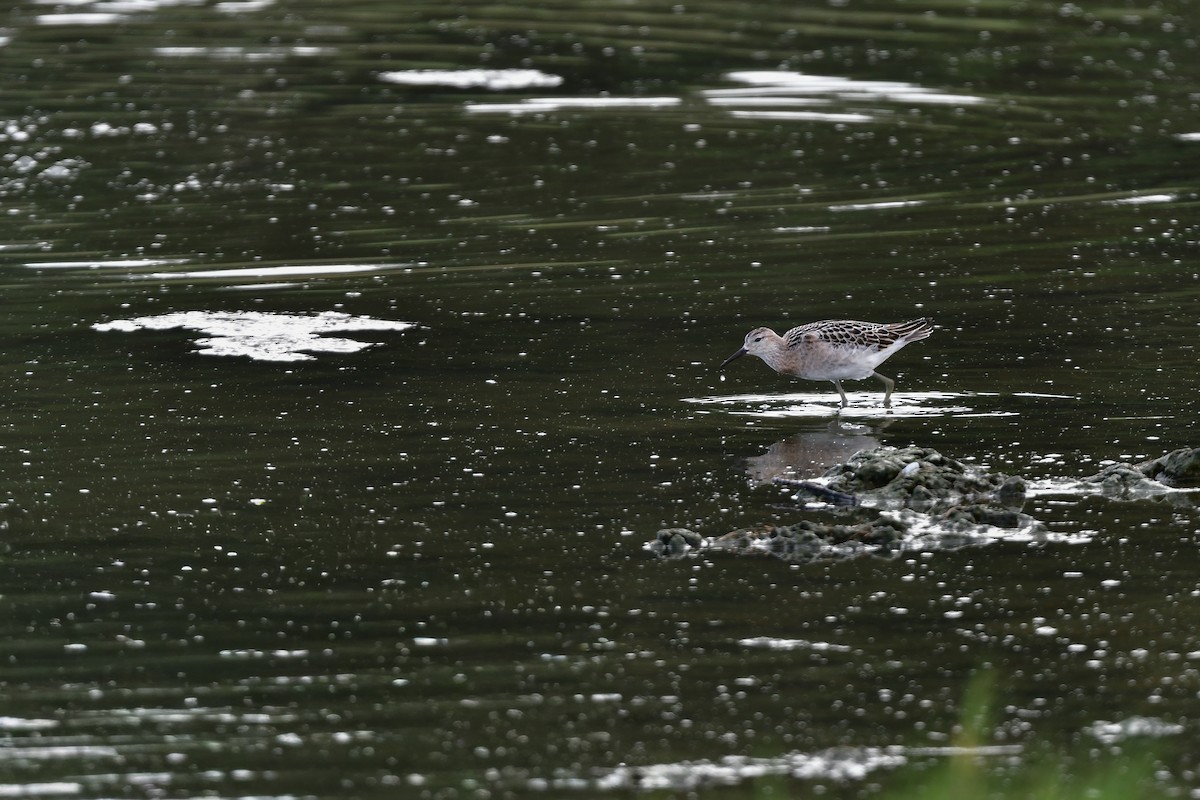 Брижач - ML644821732